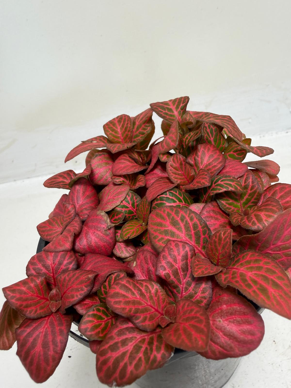 Buy Fittonia Red Flame | Easy Care Houseplant|100mm