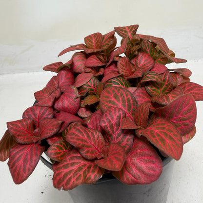 Buy Fittonia Red Flame | Easy Care Houseplant|100mm
