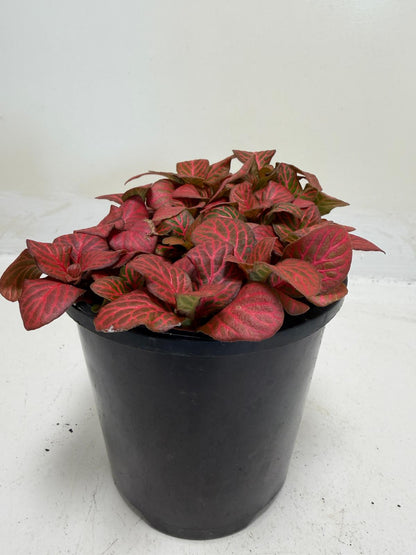 Buy Fittonia Red Flame | Easy Care Houseplant|100mm