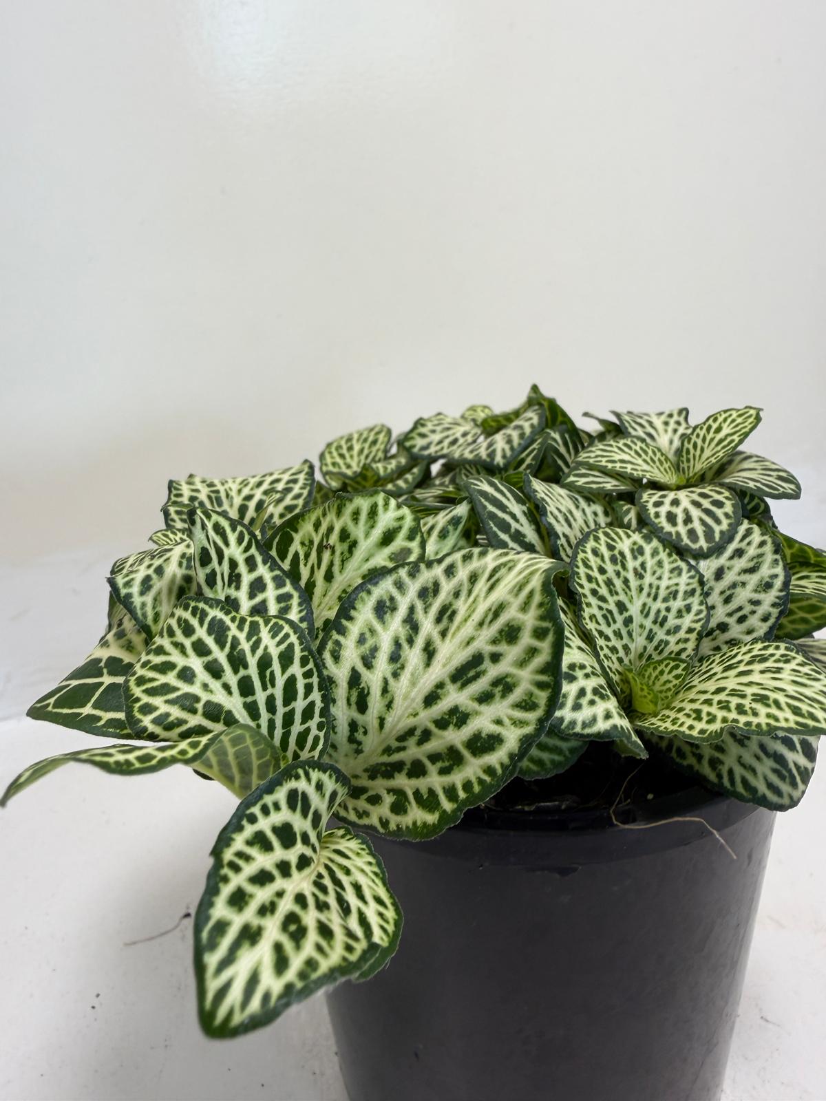 Buy Fittonia Snow Anne | Easy Care Houseplant|100mm