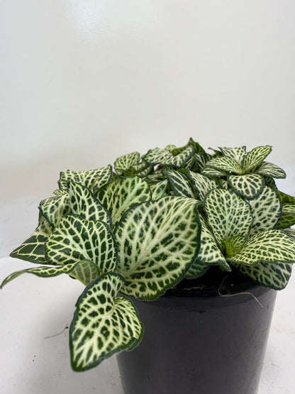 Buy Fittonia Snow Anne | Easy Care Houseplant|100mm