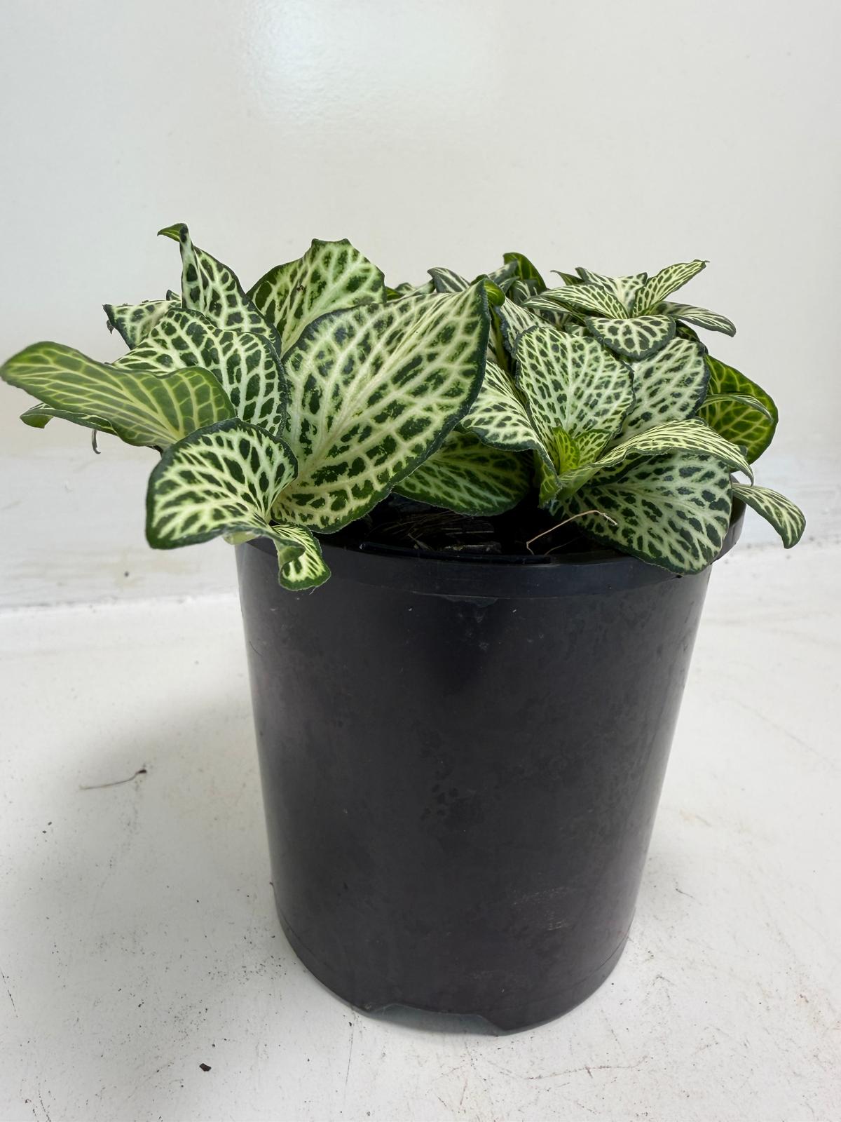 Buy Fittonia Snow Anne | Easy Care Houseplant|100mm
