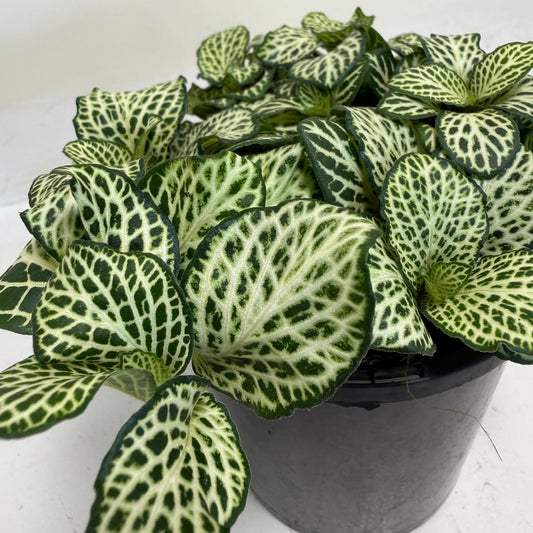Buy Fittonia Snow Anne | Easy Care Houseplant|100mm