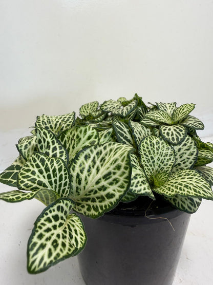 Buy Fittonia Snow Anne | Easy Care Houseplant|100mm