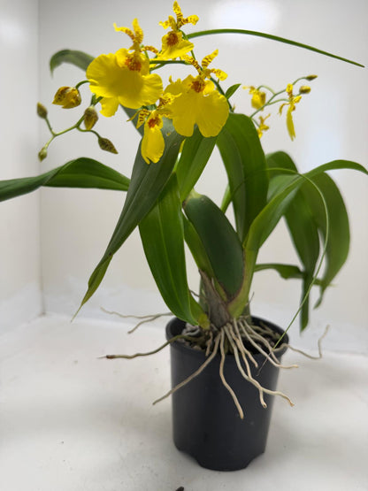 Oncidesa Saint Dawn Gold compact orchid for indoor growing and orchid collections