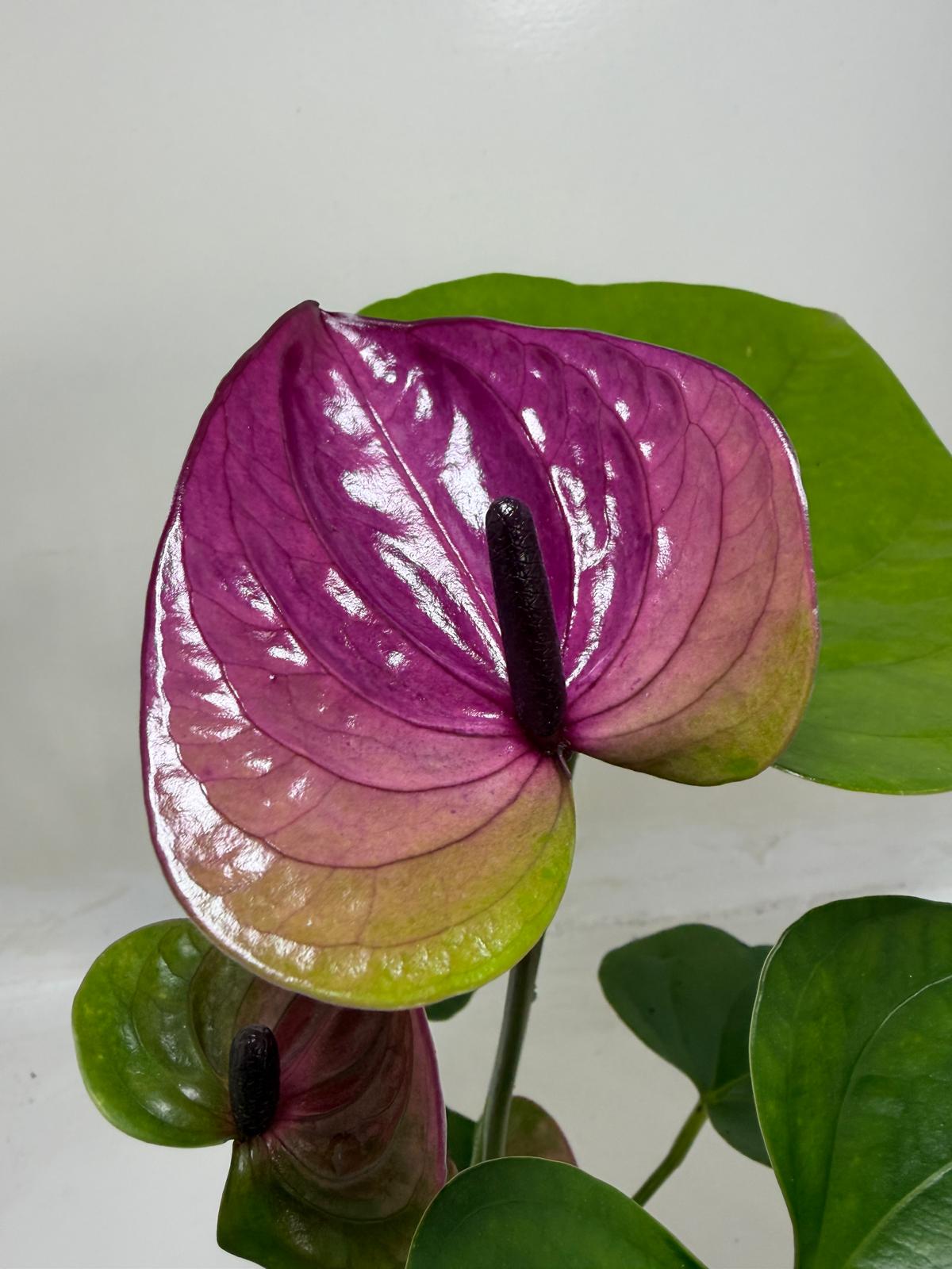 Buy Anthurium Tesoro | Statement Indoor Plant