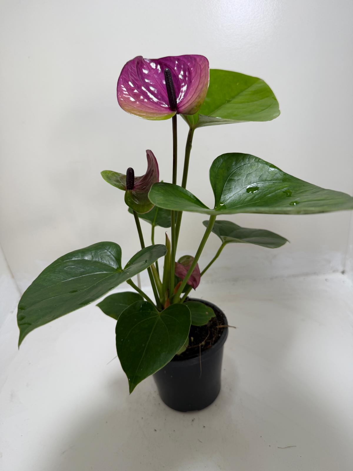 Buy Anthurium Tesoro | Statement Indoor Plant