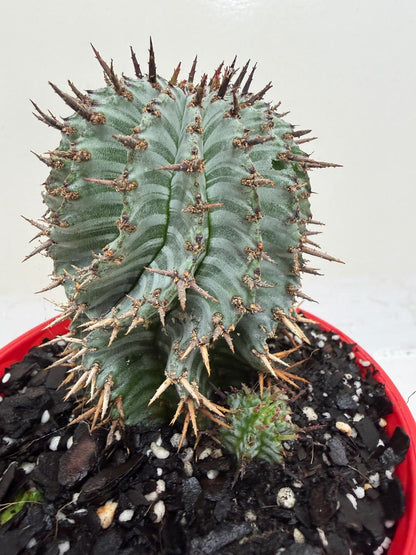 Euphorbia Horrida Striata | Rare & Exotic Plant