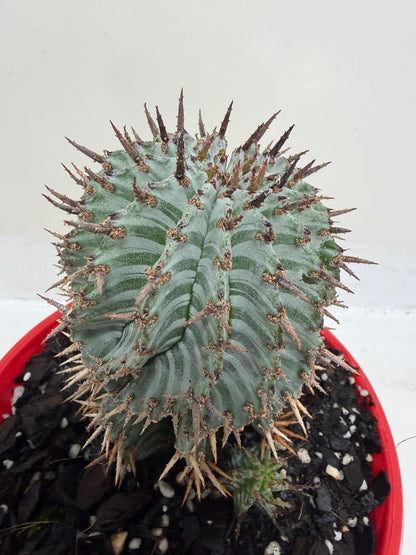 Euphorbia Horrida Striata | Rare & Exotic Plant