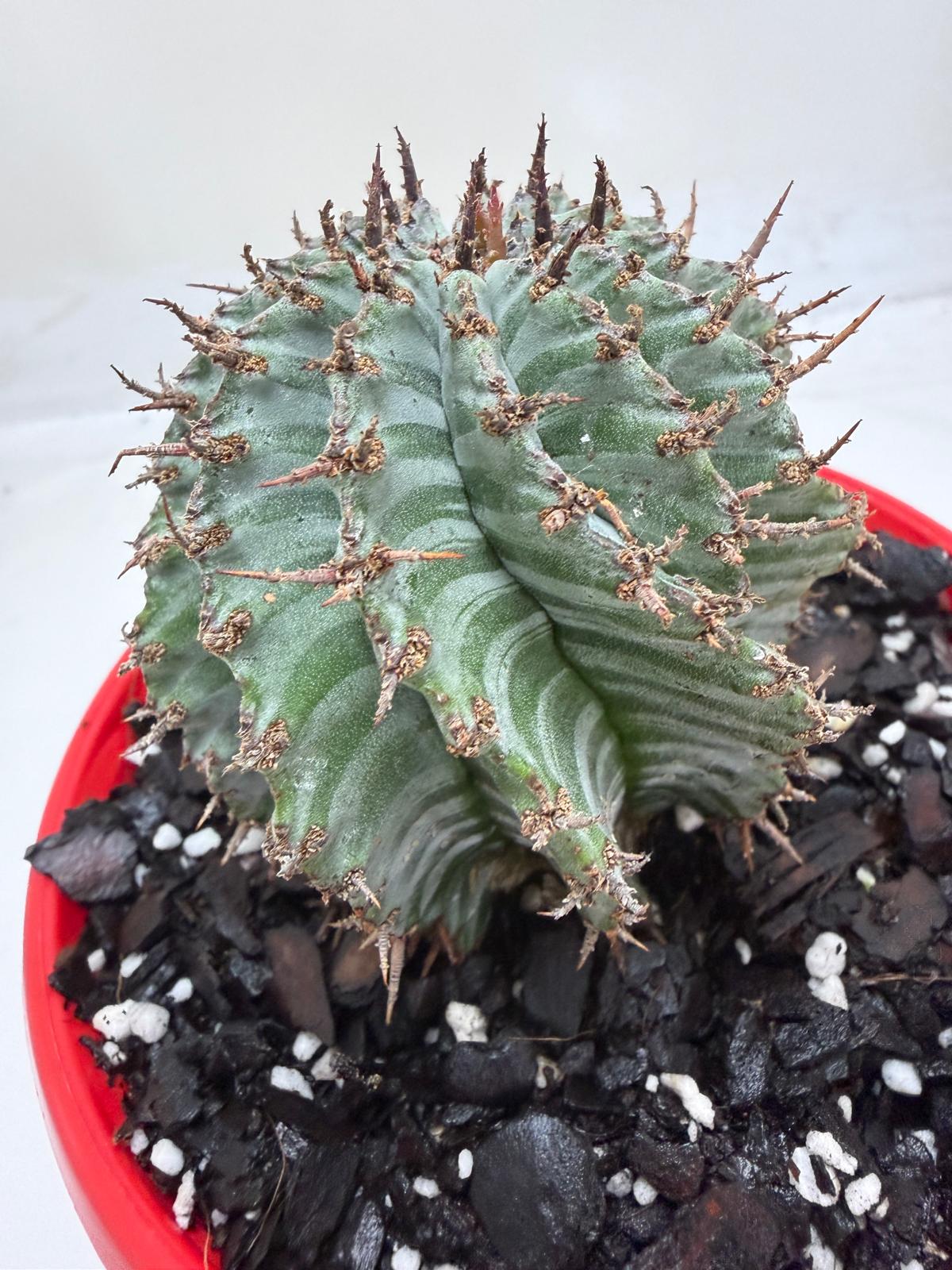 Euphorbia Horrida Striata | Rare & Exotic Plant