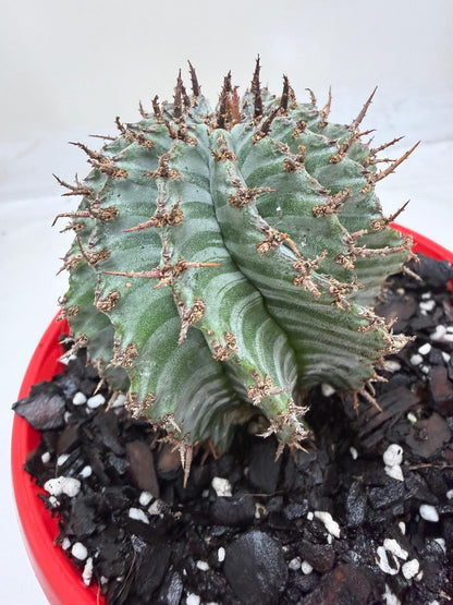 Euphorbia Horrida Striata | Rare & Exotic Plant