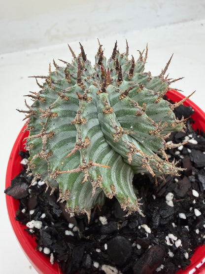 Euphorbia Horrida Striata | Rare & Exotic Plant