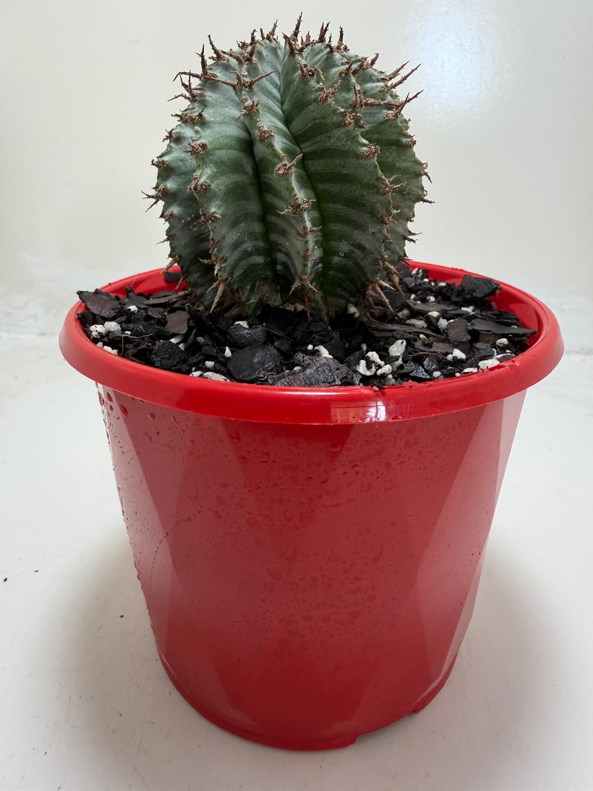 Euphorbia Horrida Striata | Rare & Exotic Plant