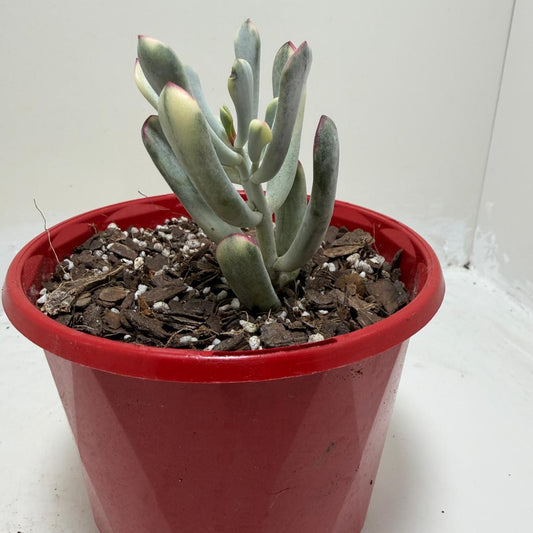 Buy Variegated Pig’s Ear | Easy Care Houseplant