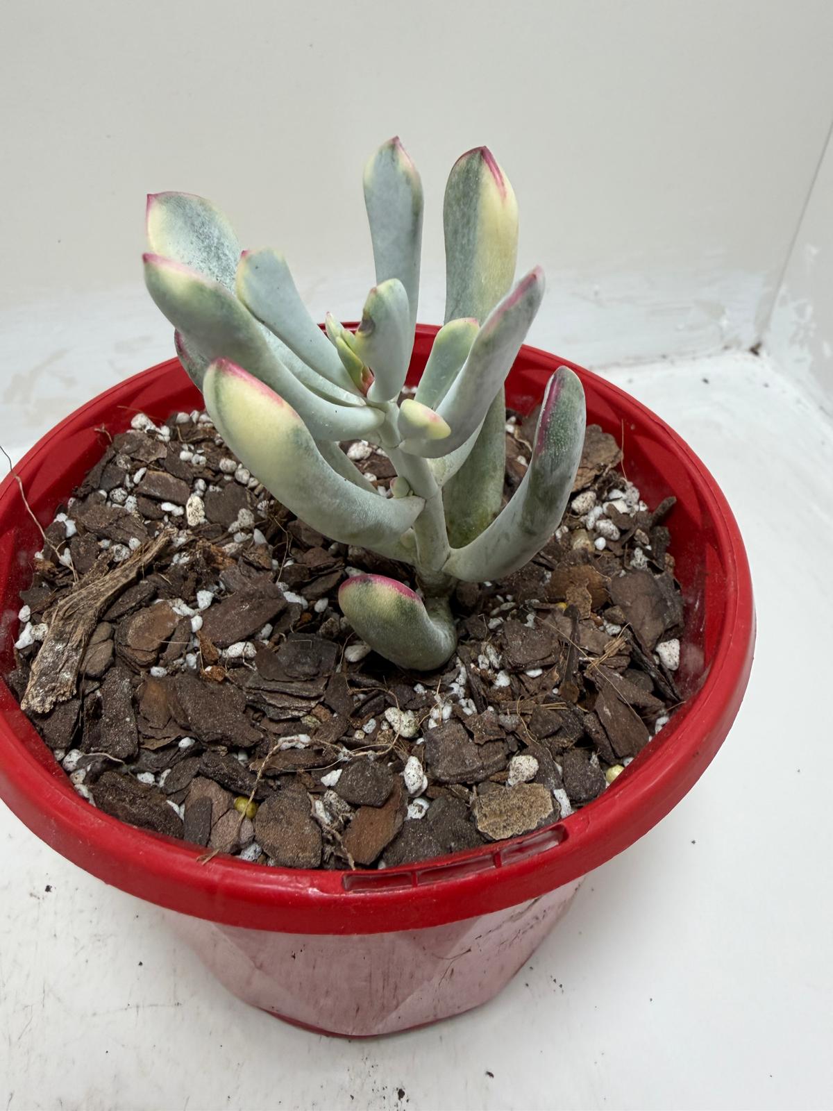 Buy Variegated Pig’s Ear | Easy Care Houseplant