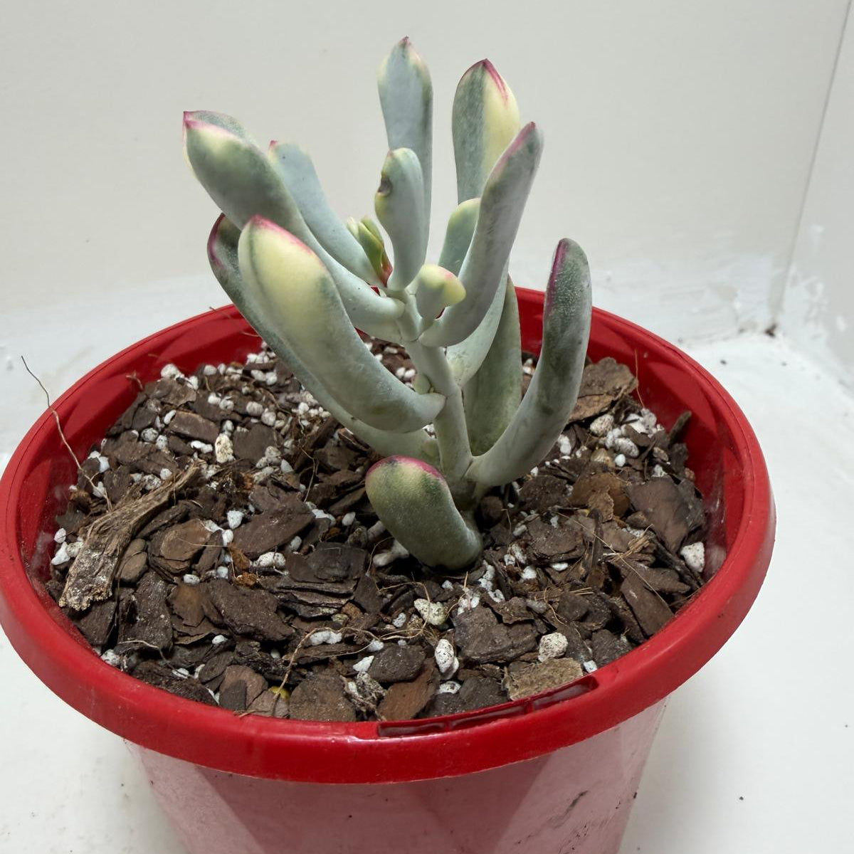 Buy Variegated Pig’s Ear | Easy Care Houseplant