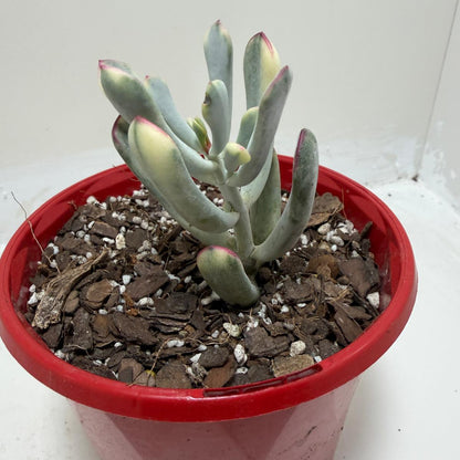 Buy Variegated Pig’s Ear | Easy Care Houseplant