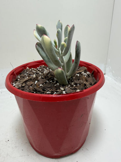 Buy Variegated Pig’s Ear | Easy Care Houseplant