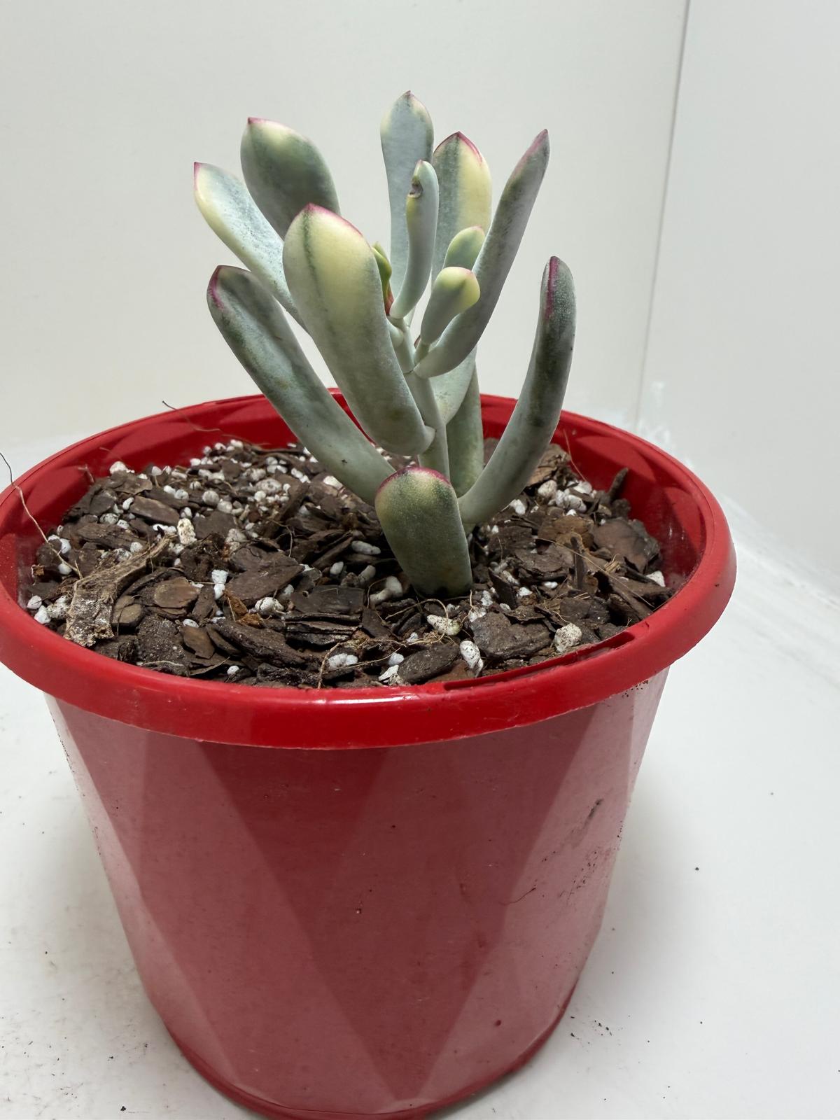 Buy Variegated Pig’s Ear | Easy Care Houseplant