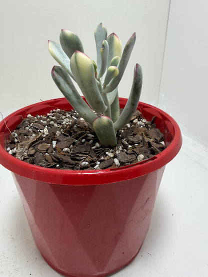 Buy Variegated Pig’s Ear | Easy Care Houseplant