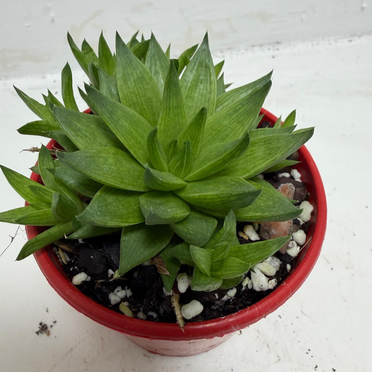 Buy Haworthia Marumiana Batesiana | Succulent