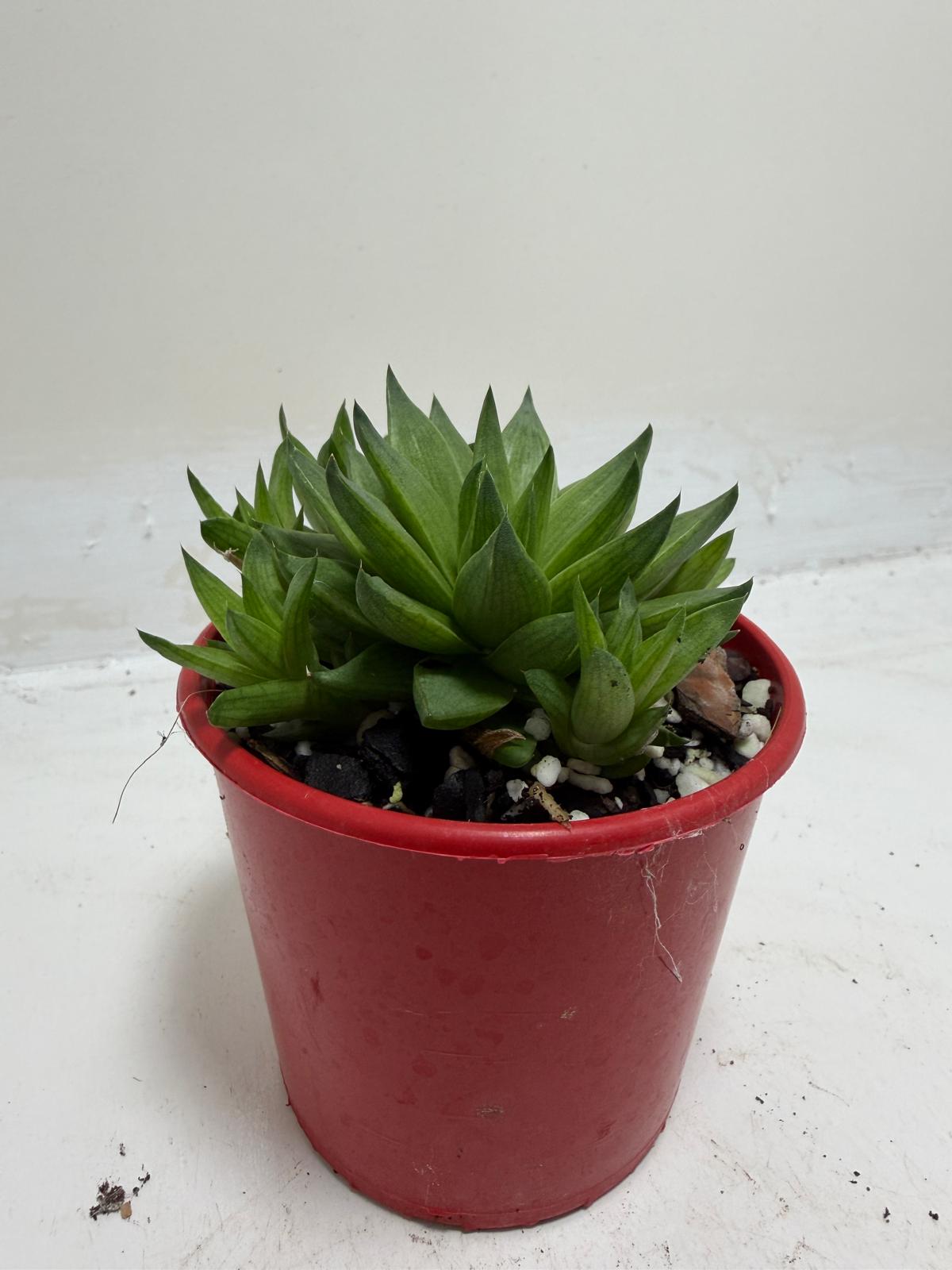 Buy Haworthia Marumiana Batesiana | Succulent