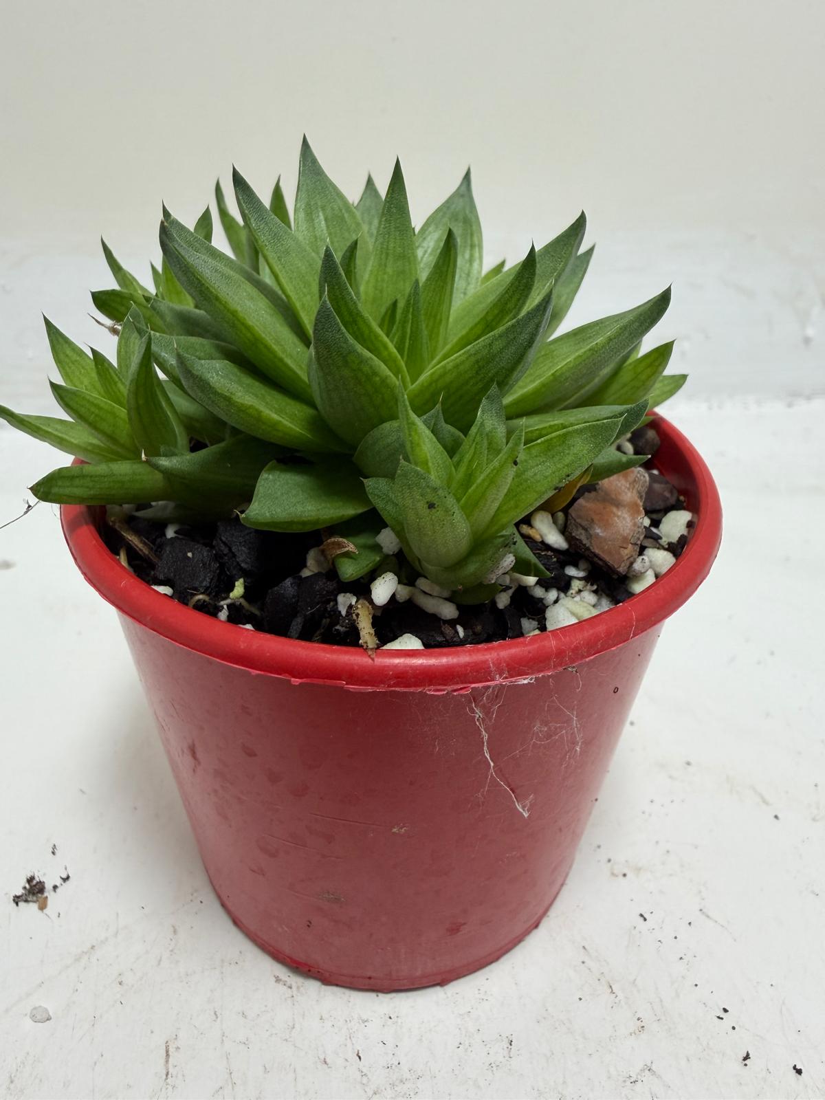 Buy Haworthia Marumiana Batesiana | Succulent