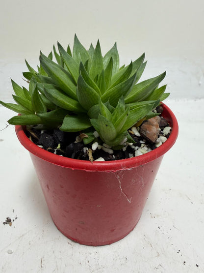 Buy Haworthia Marumiana Batesiana | Succulent