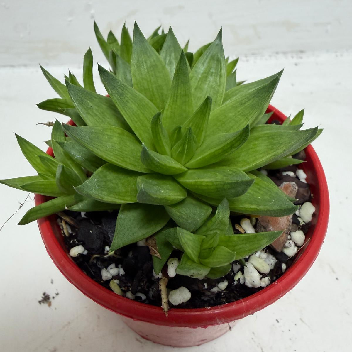 Buy Haworthia Marumiana Batesiana | Succulent