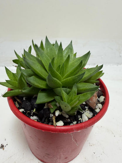 Buy Haworthia Marumiana Batesiana | Succulent