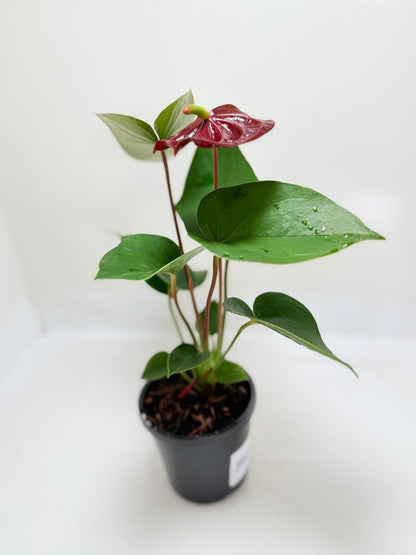 Buy Anthurium Sempre | Statement Indoor Plant