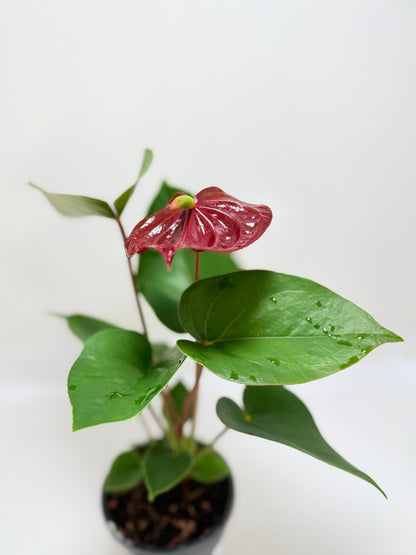 Buy Anthurium Sempre | Statement Indoor Plant