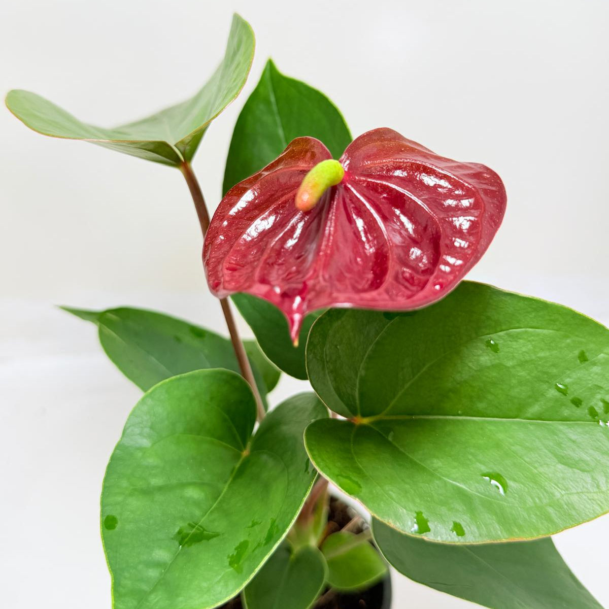 Buy Anthurium Sempre | Statement Indoor Plant