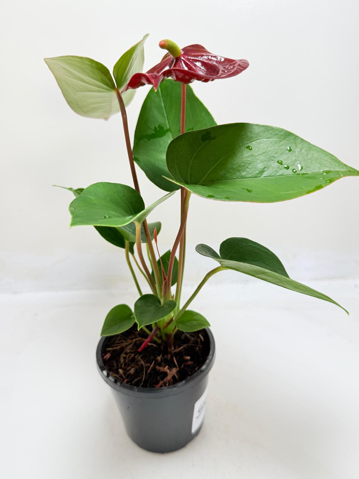 Buy Anthurium Sempre | Statement Indoor Plant
