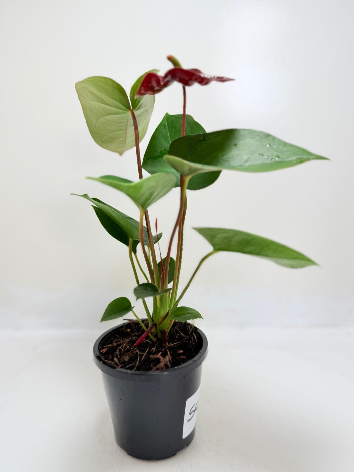 Buy Anthurium Sempre | Statement Indoor Plant