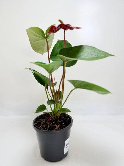 Buy Anthurium Sempre | Statement Indoor Plant