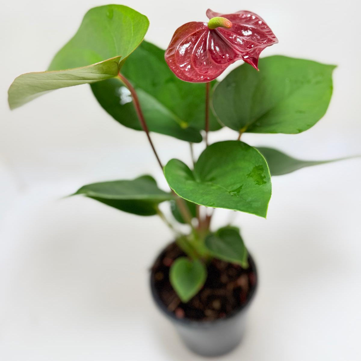 Buy Anthurium Sempre | Statement Indoor Plant
