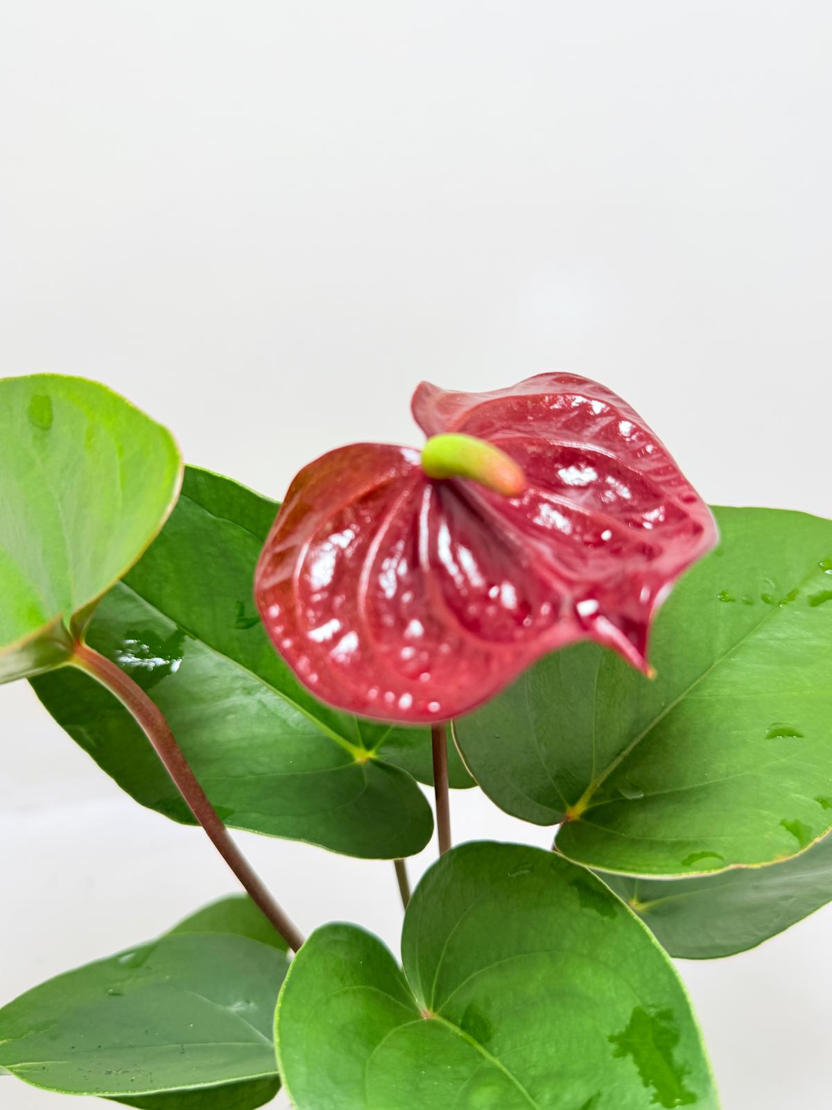 Buy Anthurium Sempre | Statement Indoor Plant