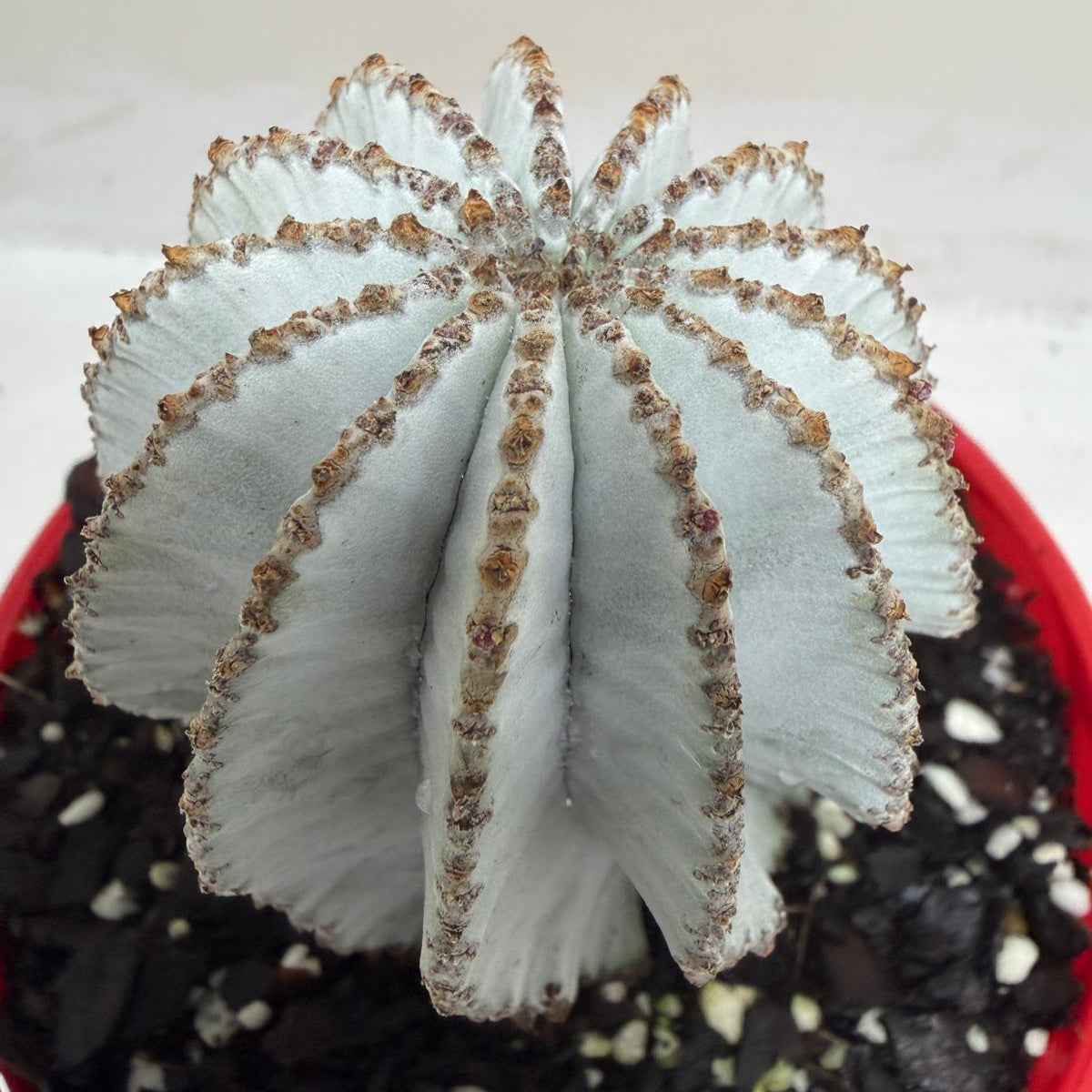 Buy Euphorbia Polygona Snowflake | Rare & Exotic Plant