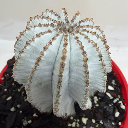Buy Euphorbia Polygona Snowflake | Rare & Exotic Plant