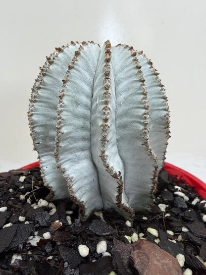 Buy Euphorbia Polygona Snowflake | Rare & Exotic Plant