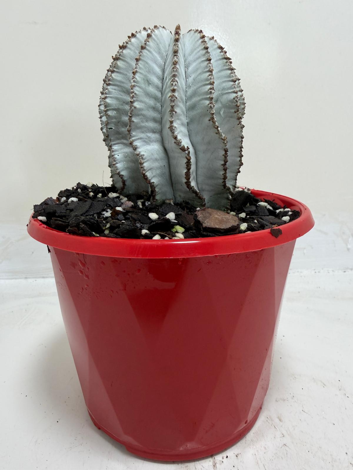 Buy Euphorbia Polygona Snowflake | Rare & Exotic Plant