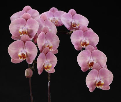 Buy Phal King Car Honey Peach | Easy Care Houseplant