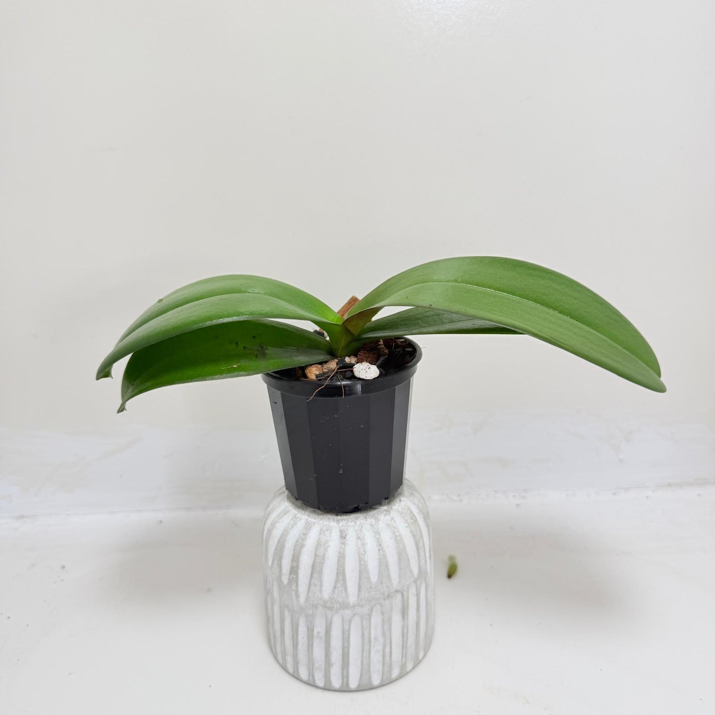 Buy Phal King Car Honey Peach | Easy Care Houseplant