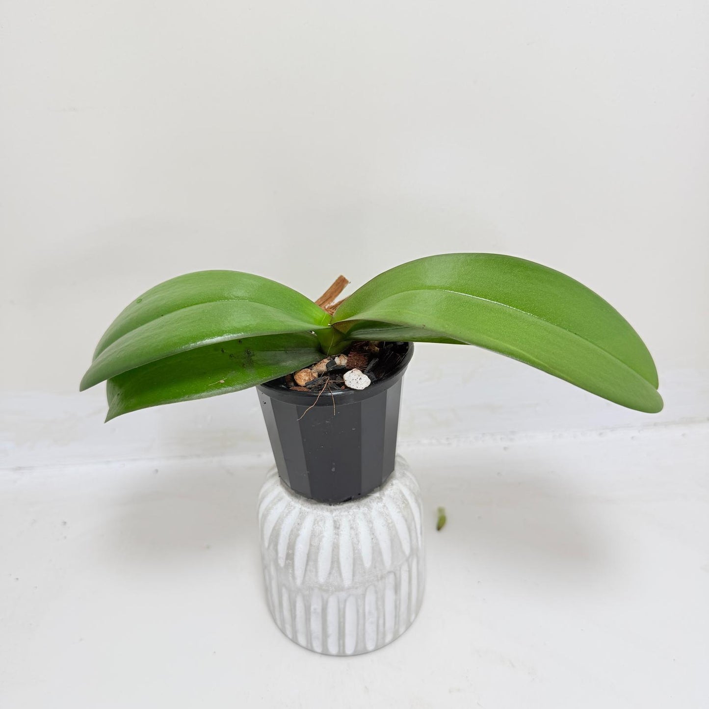 Buy Phal King Car Honey Peach | Easy Care Houseplant