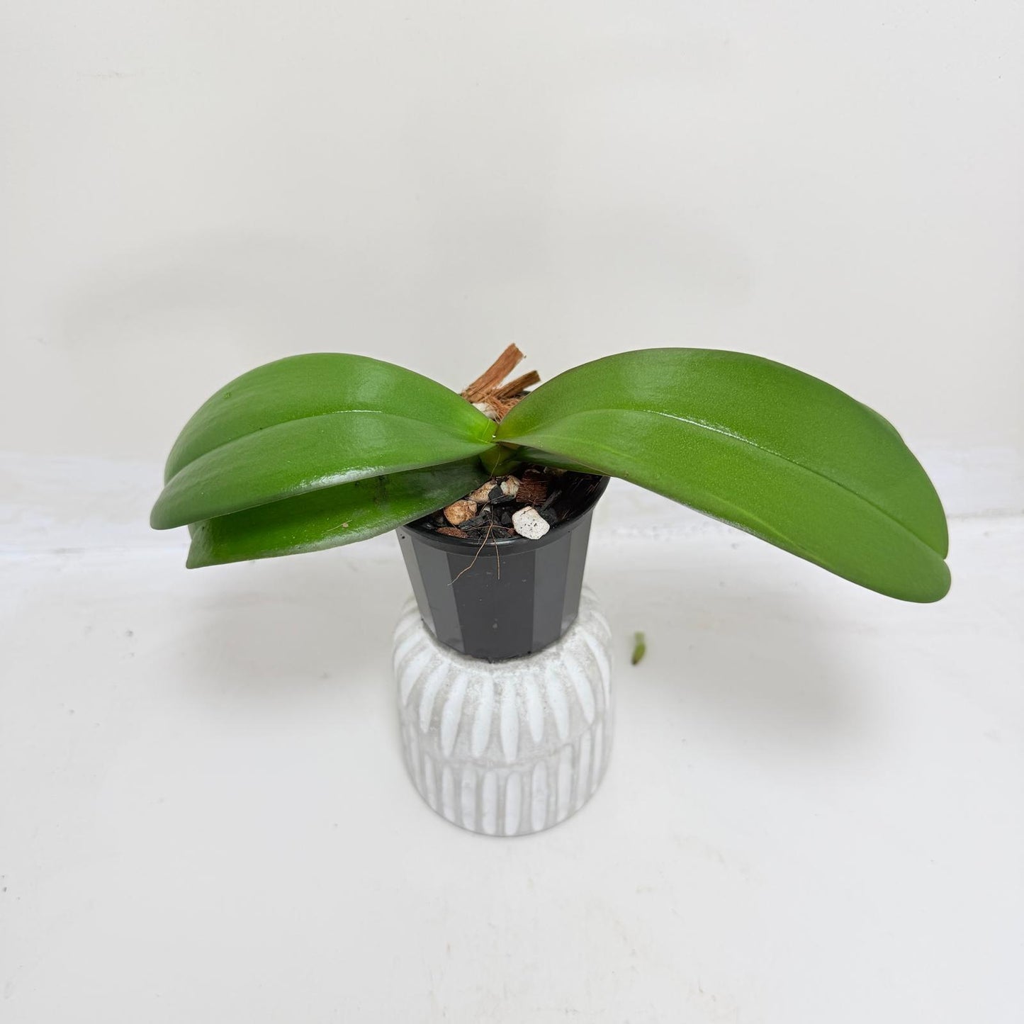 Buy Phal King Car Honey Peach | Easy Care Houseplant