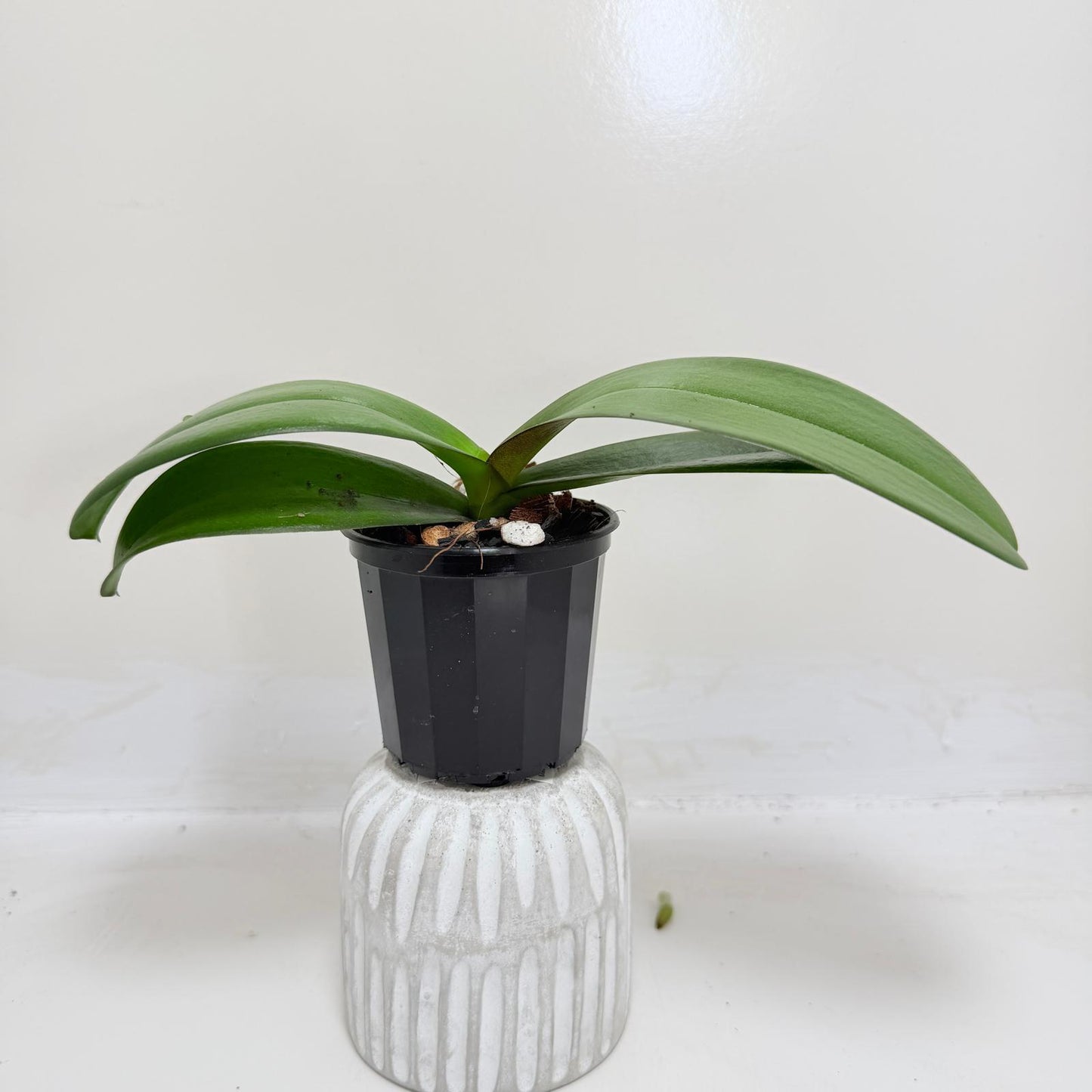 Buy Phal King Car Honey Peach | Easy Care Houseplant