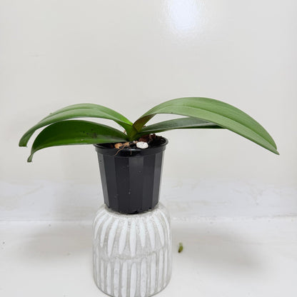 Buy Phal King Car Honey Peach | Easy Care Houseplant