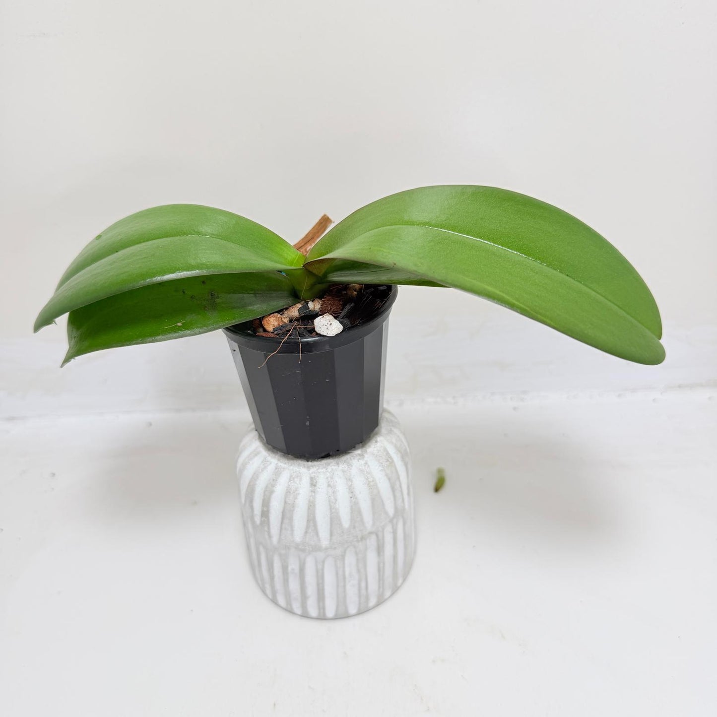 Buy Phal King Car Honey Peach | Easy Care Houseplant