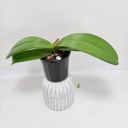 Buy Phal King Car Honey Peach | Easy Care Houseplant